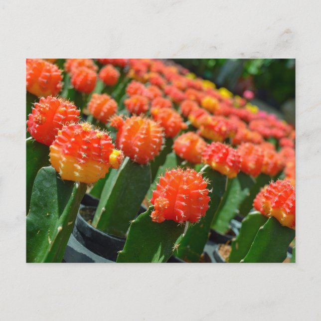 Moon Cactus Postcard (Front)