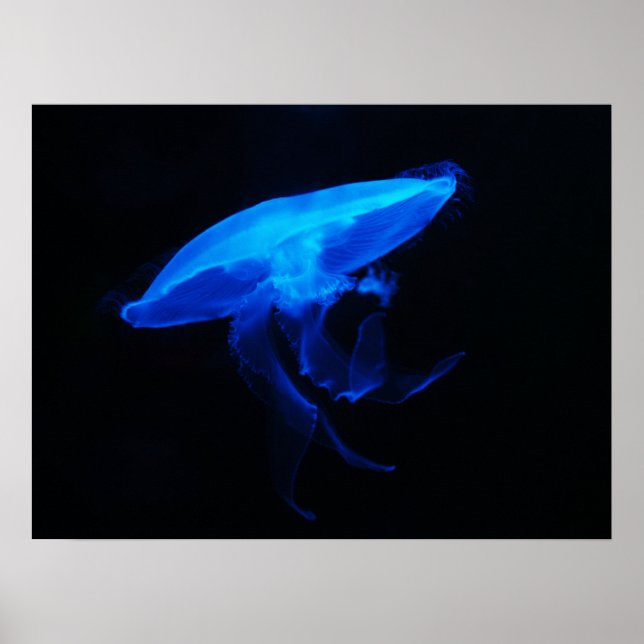 Moon Jelly Fish Poster (Front)