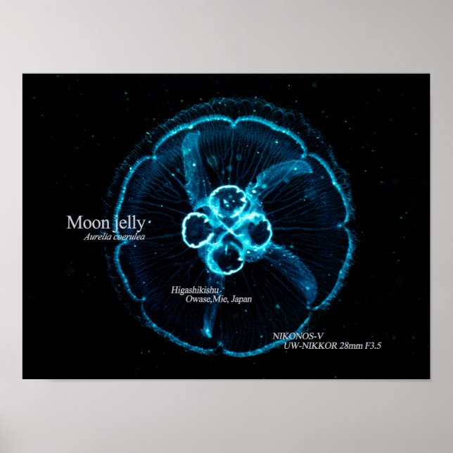 Moon Jelly in Underwater Space Poster (Front)