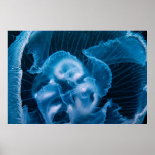 Moon Jelly Poster