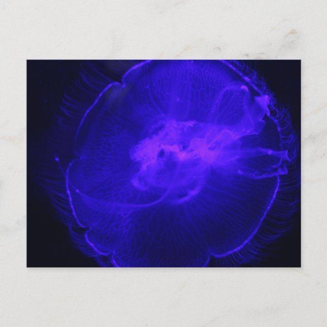 Moon Jellyfish # 26 Postcard (Front)