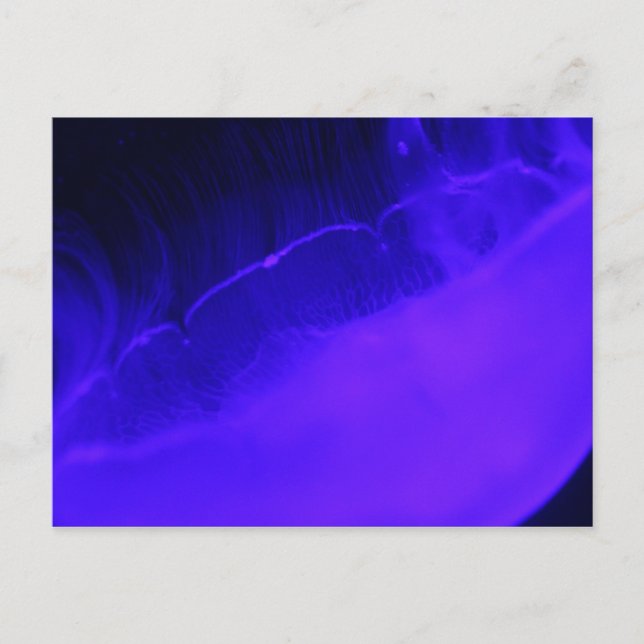 Moon Jellyfish # 28 Postcard (Front)
