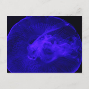 Moon Jellyfish # 32 Postcard