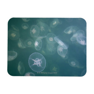 Moon jellyfish magnet