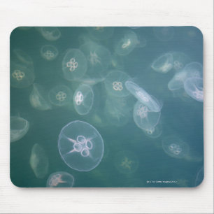 Moon jellyfish mouse pad