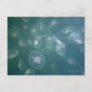 Moon jellyfish postcard