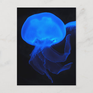 Moon Jellyfish Postcard