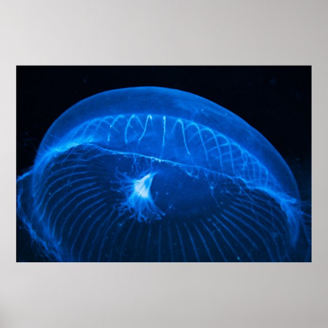moon jellyfish poster (Front)