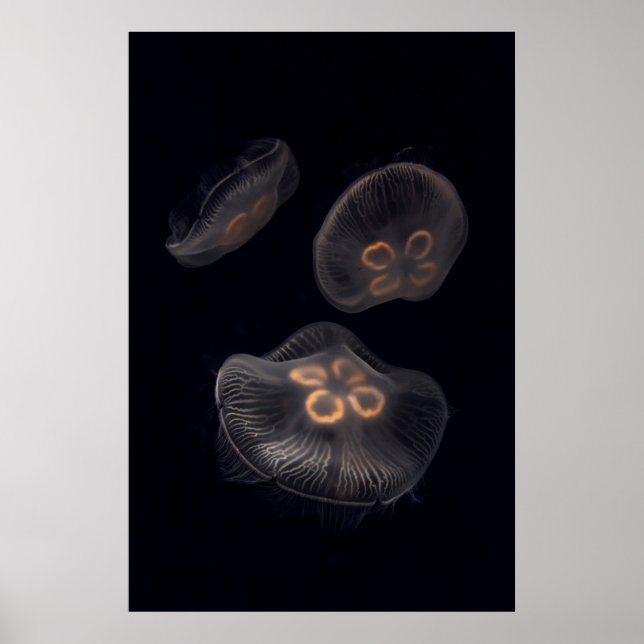 Moon Jellyfish Swimming Poster (Front)