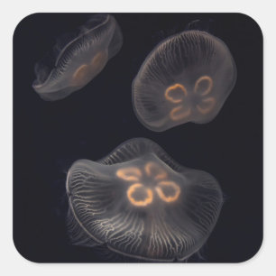 Moon Jellyfish Swimming Square Sticker