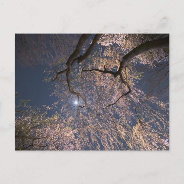 Moon Over Cherry Blossoms Postcard (Front)