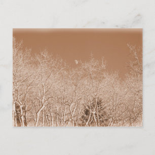Moon Over the White Forest Postcard