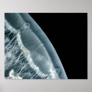 Moon Rise - Fine Art Print