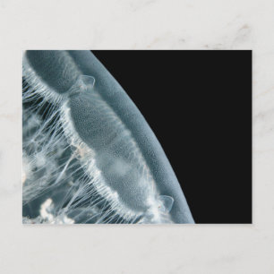 Moon Rise Postcard
