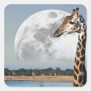 Moon rising over a group of Giraffe in Etosha Square Sticker