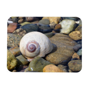 Moon Shell on Hood Canal Magnet