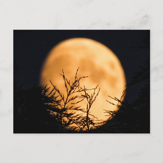Moon Silhouette  Postcard (Front)
