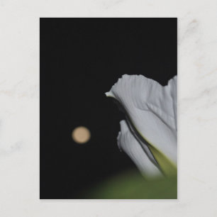 Moonflower Card