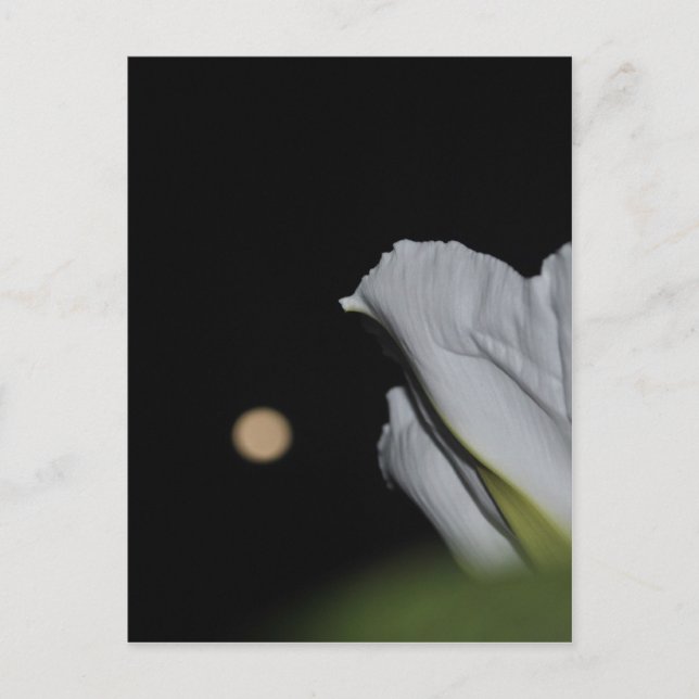 Moonflower Card (Front)