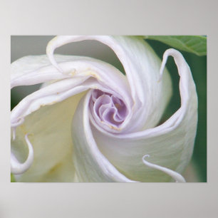 Moonflower Poster