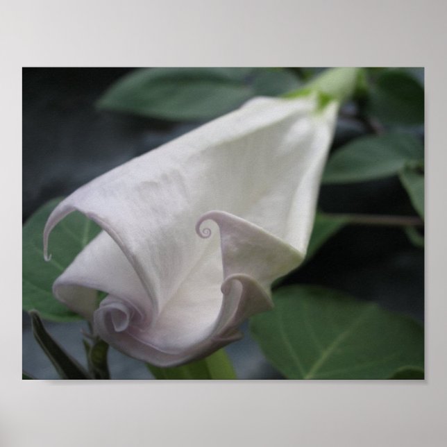 Moonflower Poster (Front)