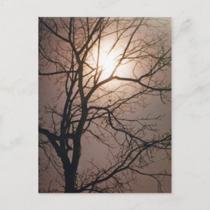 Moonlight Dream Postcard