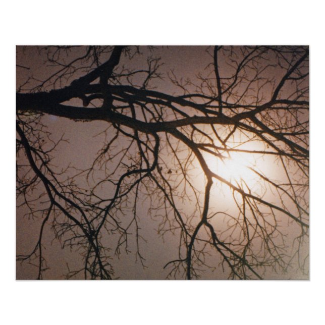 Moonlight Dream Poster (Front)