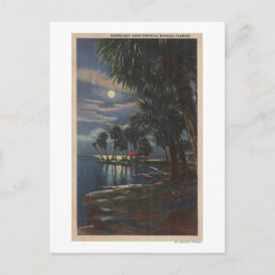 Moonlight on a Florida BeachFlorida Postcard