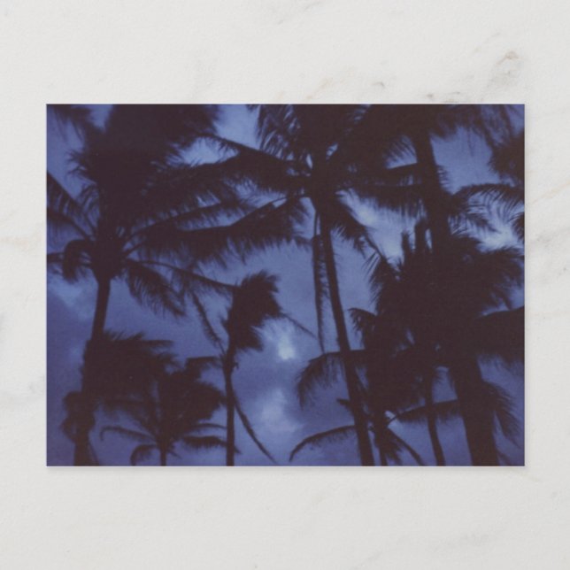 Moonlight PalmTrees Postcard (Front)