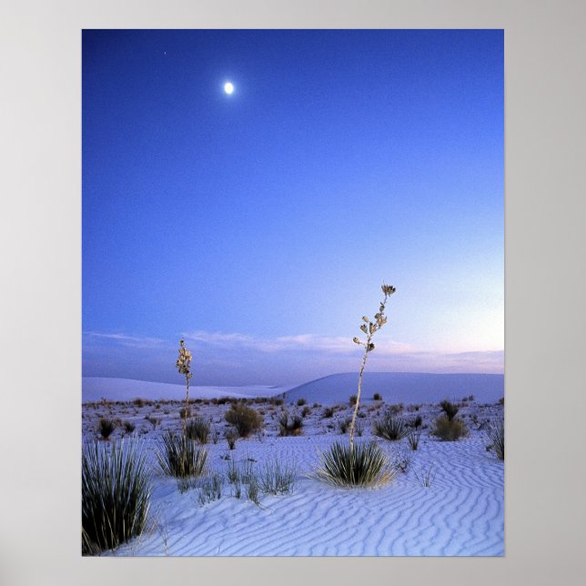 Moonlight Yucca Poster (Front)