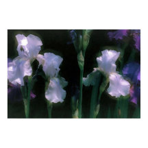 Moonlit White Irises in Bloom