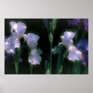 Moonlit White Irises in Bloom Poster