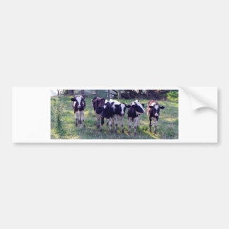 Moooooo Bumper Sticker