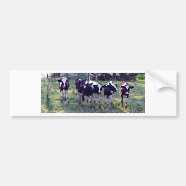 Moooooo Bumper Sticker (Front)