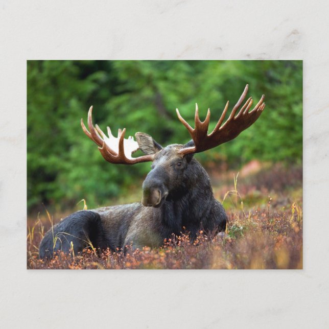 Moooose! Postcard (Front)