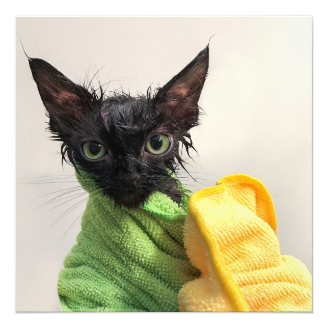 Moop, post-bath photo print (Front)