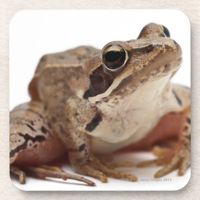 Moor Frog - Rana arvalis Coaster (Front)