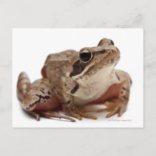 Moor Frog - Rana arvalis Postcard