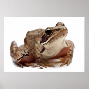 Moor Frog - Rana arvalis Poster