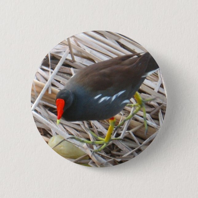 Moorhen 6 Cm Round Badge (Front)