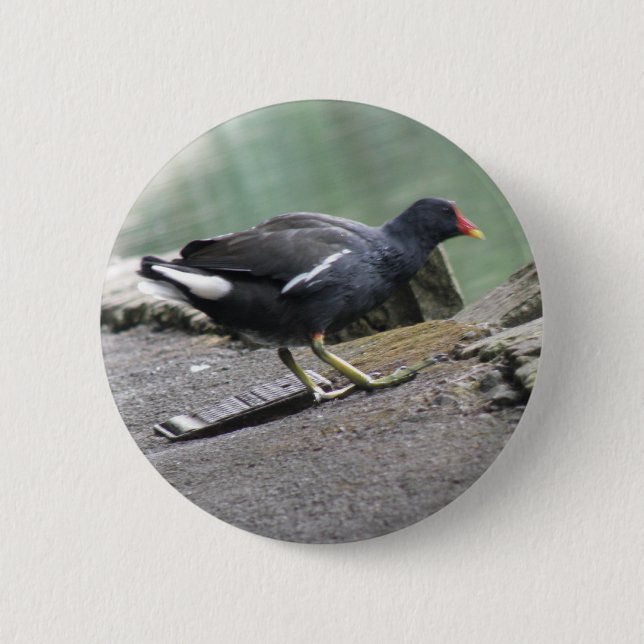 Moorhen Button (Front)