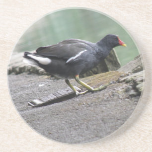 Moorhen Coasters