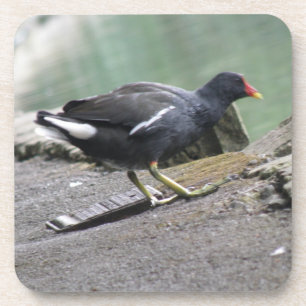 Moorhen Cork Coaster