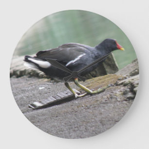 Moorhen Wall Clock