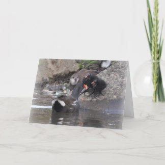 Moorhen with juvenile and chicks card