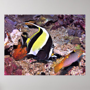Moorish Idol and Wrasse Poster