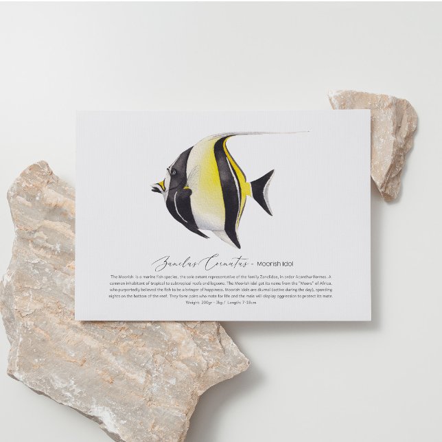 Moorish Idol Postcard (Creator Uploaded)