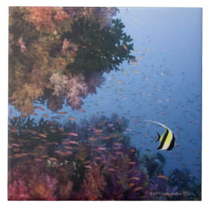Moorish Idol Tile
