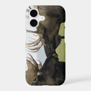Moose