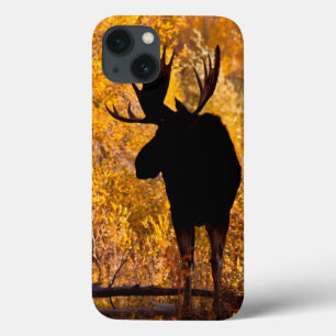 Moose (Alces Alces) Bull In Golden Willows 2 iPhone 13 Case